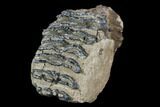 Partial, Southern Mammoth Molar - Hungary #123665-2